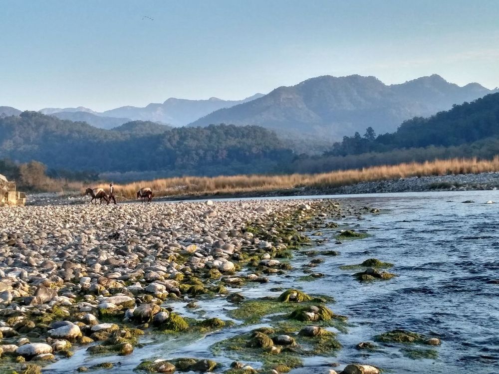 Kosi_River,_Jim_Corbett_National_Park,_Ramnagar,_Uttarakhand.jpeg